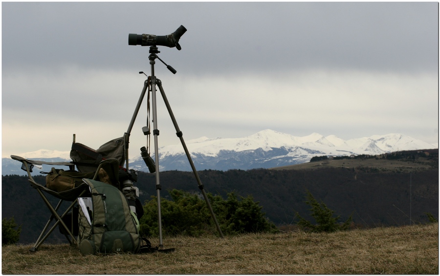 Birdwatching